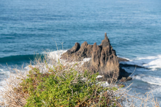 nahaufnahme der vegetation am rand der klippe. strand von benijo, teneriffa - cliff at the edge of grass sea stock-fotos und bilder