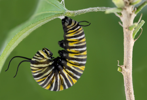 A monarch caterpillar, hanging upside down, ready to transform into a chrysalis. It's skin is beginning to split.