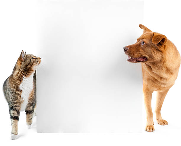 Cat and dog around banner stock photo