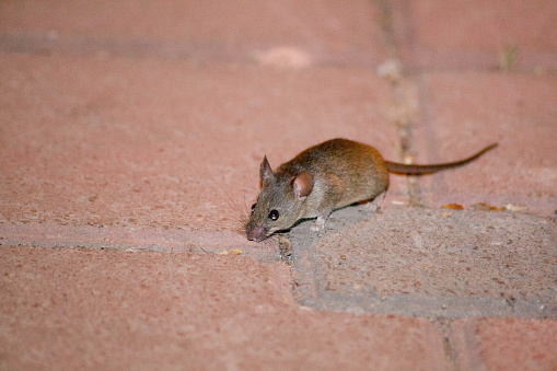 closeup of a mouse on the floor