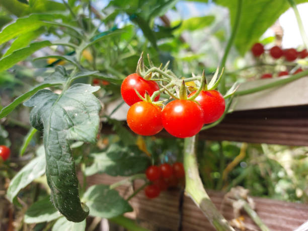 istock Ripe red cherry tomatoes growing on a branch 1468949491