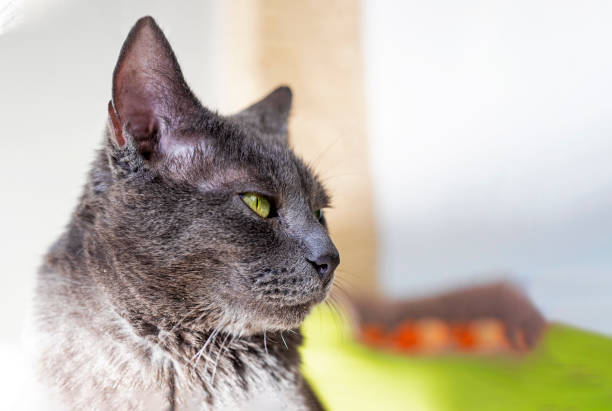 British shorthair cat portrait behind tulle