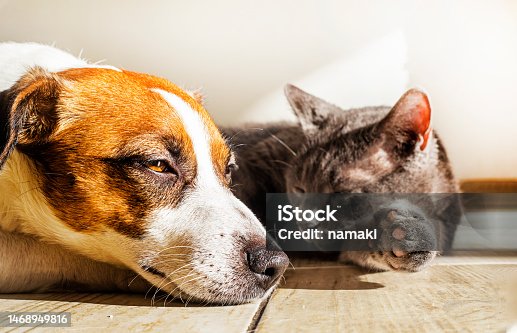 istock cute jack russell and gray cat basking in the sun on the floor in the room, horizontal 1468949816