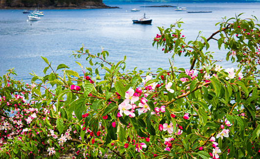 Close up of  low apple blossoms coming into full bloom along the shore on a May afternoon in Bar Harbor,  Maine.
