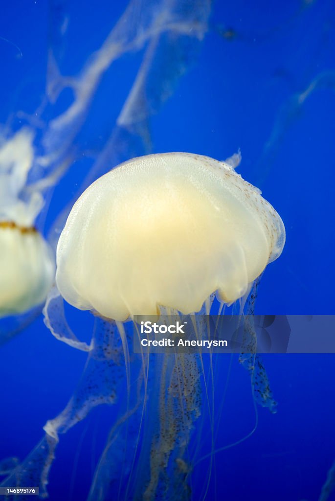 Qualle - Lizenzfrei Bunt - Farbton Stock-Foto