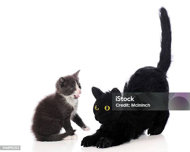 Silbido De Halloween Foto de stock y más banco de imágenes de Gato doméstico - Gato doméstico, Relleno - Descripción física, Abierto