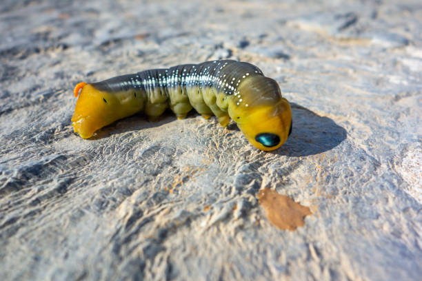 istock Large African caterpillars 1468952709