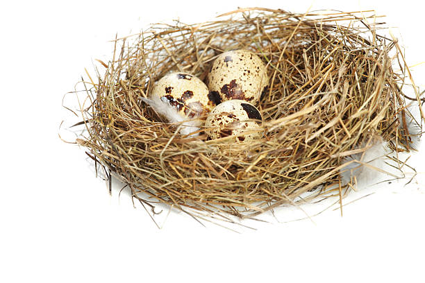 Jajko w prawdziwym nest – zdjęcie