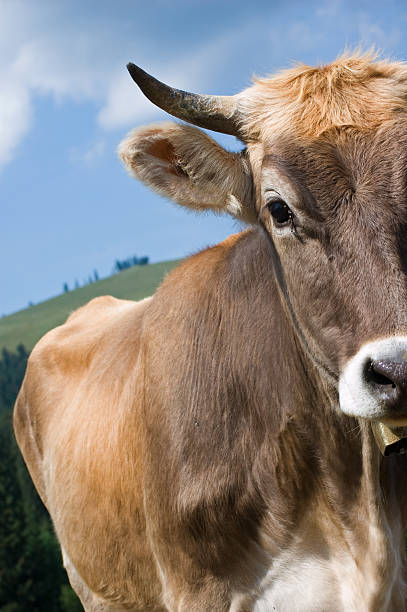 istock Detail of a brown Cow 146895434