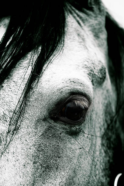 istock Closeup of a horse's eye 146895499