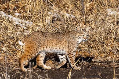 Wild bobcat standing and lying in brush
