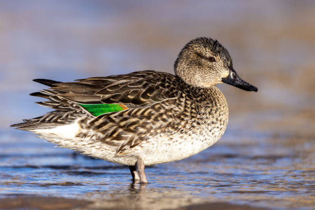 istock Female green wing teal in pond 1468955455