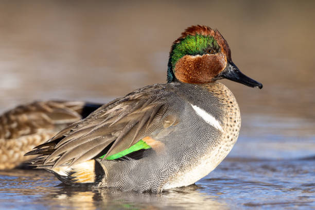 istock Male green wing teal in various poses 1468955553