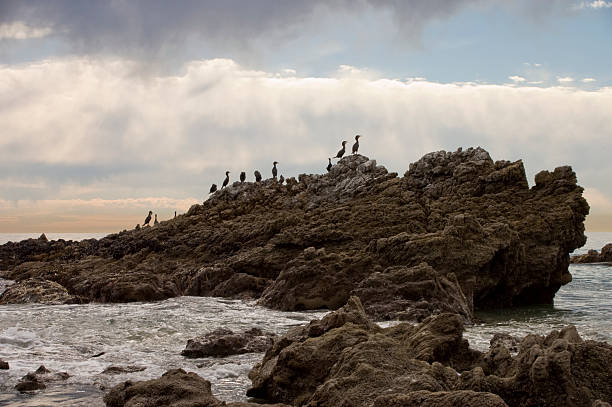 Cormorant birds on coastal rocks Cormorant birds on coastal rocks at Leo Carrillo State Beach on an overcast day at low tide. phalacrocorax africanus stock pictures, royalty-free photos & images