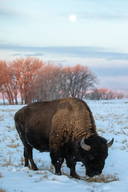 istock American bison grazing at dawn with full moon visible 1468955662