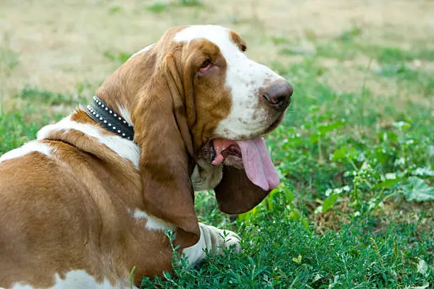 A basset-hound with open mouth