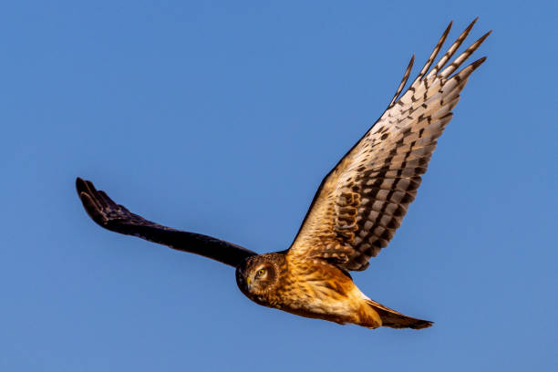 istock Female northern harrier in flight with clear blue sky background 1468956317