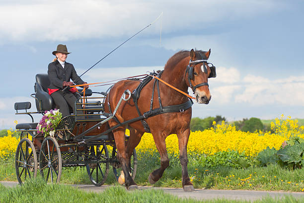 istock woman riding carriage 146895711