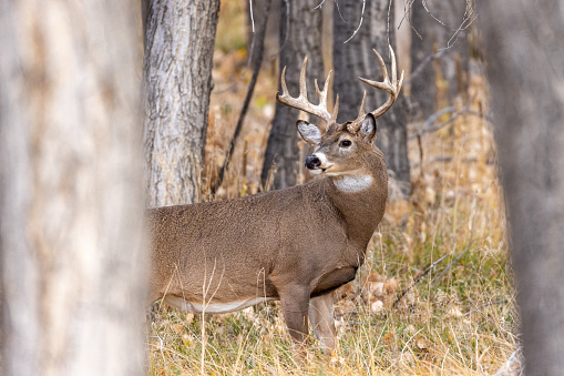 Several photos of mature white tail buck deer standing in the forest