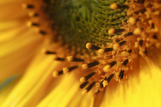 Private parts of a sunflower stock photo