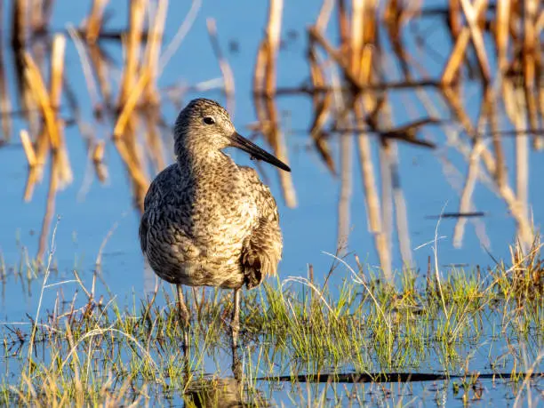 A willet wades in a shallow marsh