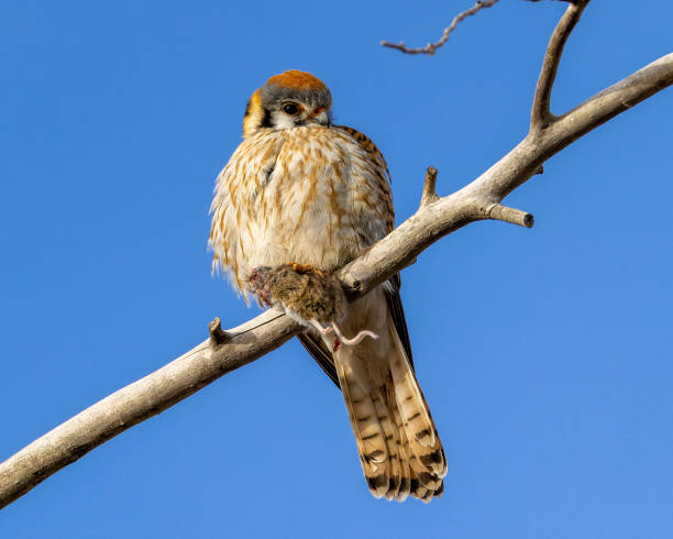 istock American kestrel perched, holding on to a mouse 1468958255