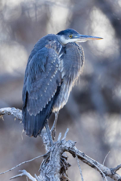 istock Great blue heron perched among flood trees 1468958293
