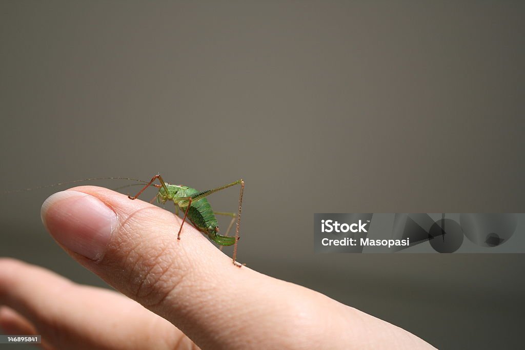 Sauterelle, Heuschrecke Langfühlerschrecke (Ensifera - Photo de Antennes libre de droits