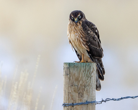 Female northern harrier hawk perched on fence post