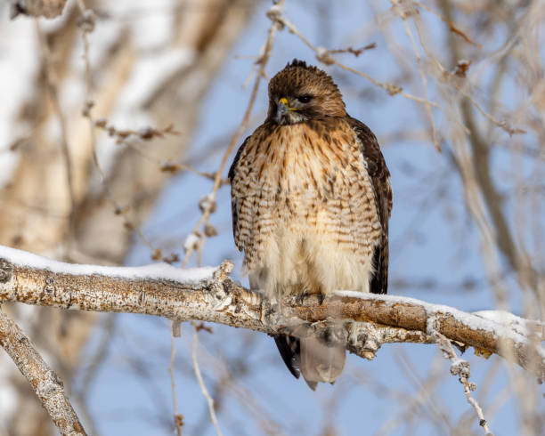 istock Retail hawk perched on a snowy branch 1468958456