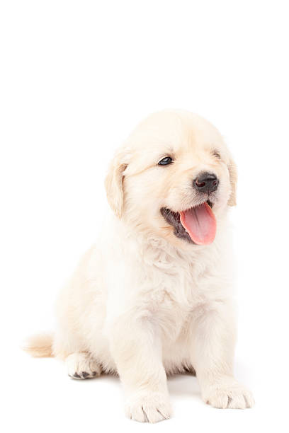 istock Beautiful puppy isolated over white 146895854