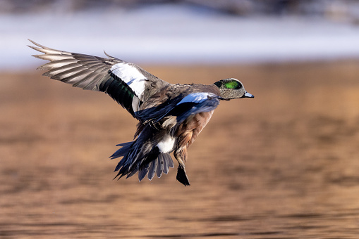 Male American wigeon preparing to land in pond