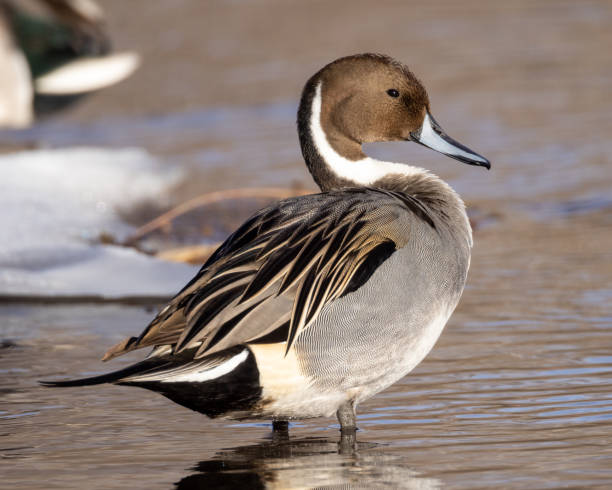 istock Northern pintail duck resting in water 1468959071