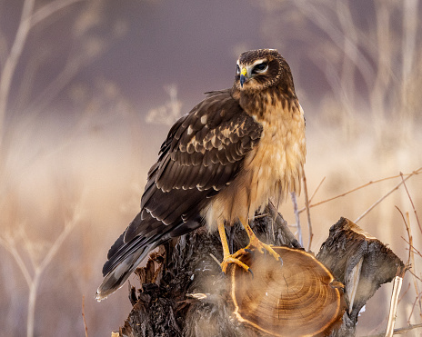 Female northern harrier perched on stump