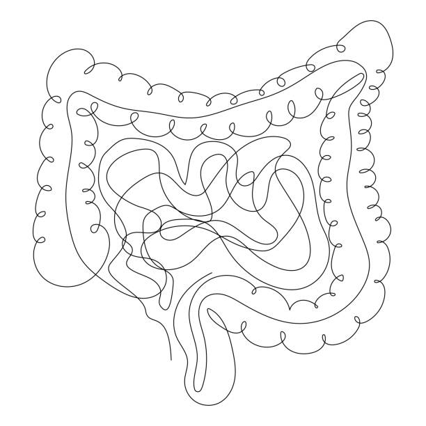 Intestine on white background in style, human digestive organ. Intestine on white background in style, human digestive organ. Gastrointestinal tract, gastritis, medical sketch, biology. Anatomical drawing, doctor. Vector stock illustration, isolated. colon stock illustrations