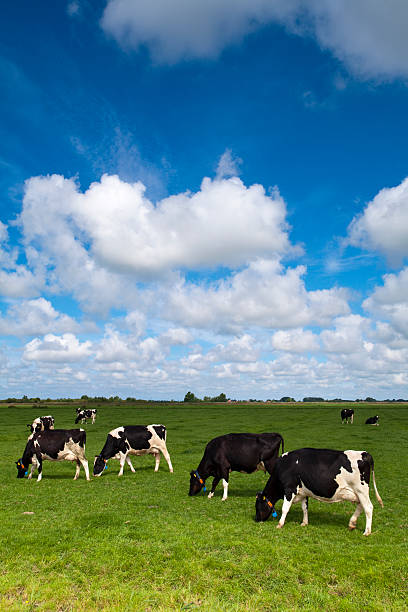Cows on green meadow underneath a blue clouded sky.