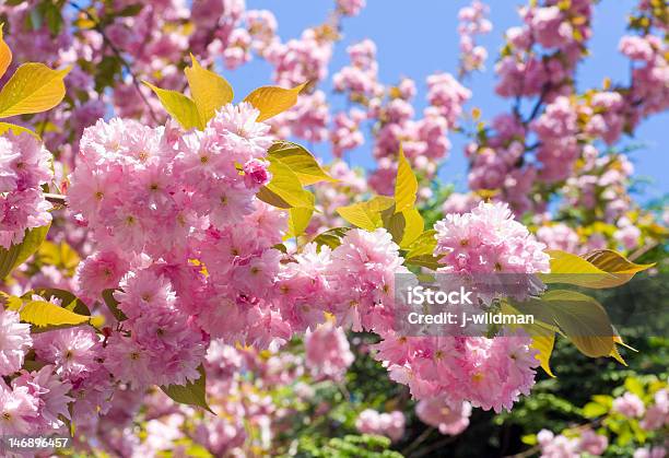 Pink Cherry Blossom Stock Photo - Download Image Now - Backgrounds, Beauty In Nature, Blossom