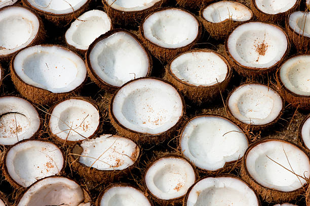 le coconuts séchage rapide au soleil - noix de coco photos et images de collection