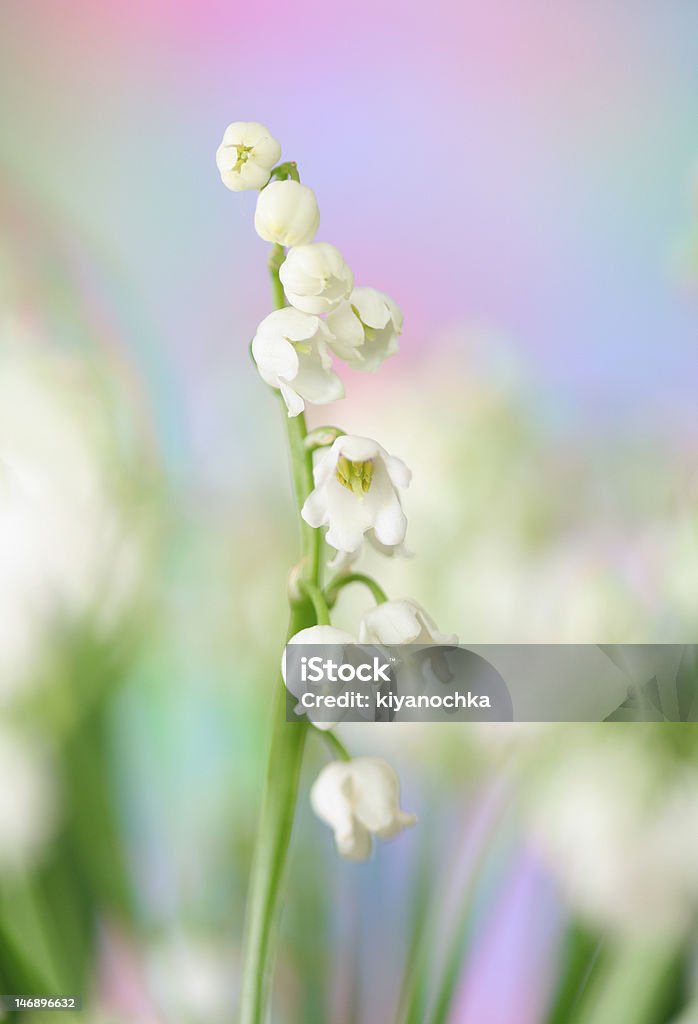 Muguet - Photo de Arbre en fleurs libre de droits