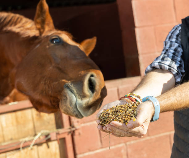alimentación manual de caballo. cuidado y amor por los animales. cerrar - horse stall stable horse barn fotografías e imágenes de stock