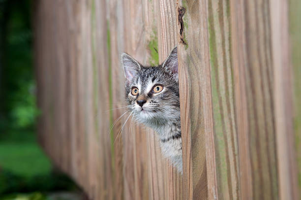 istock cute kitten peeking through wooden fence 146896756