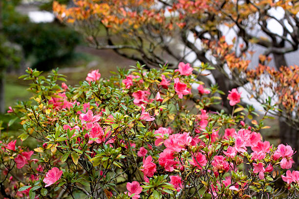 istock Japanese autumn garden 146896838