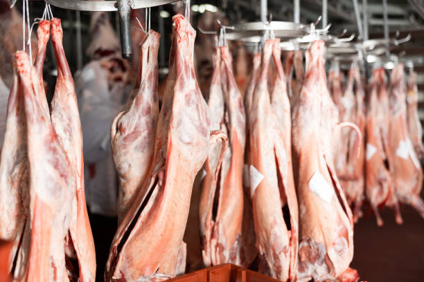 istock Lamb carcasses hanging on hooks in slaughterhouse 1468968436
