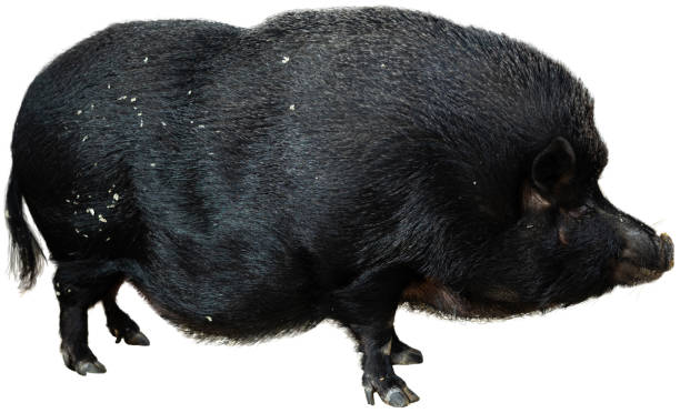 istock Black iberian pig isolated over background 1468968760
