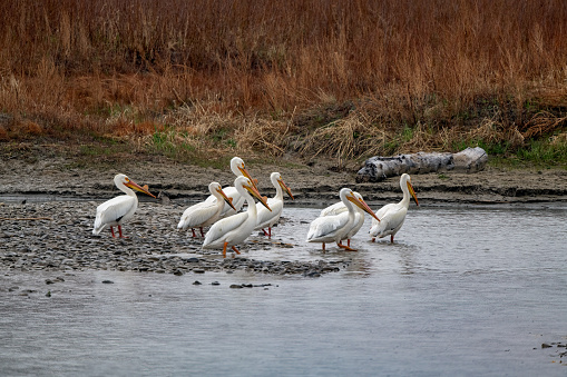 American White Pelican wading in Musselshell River in Montana, in western USA of North American.