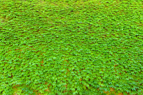 Green wall background of Boston ivy, [Parthenocissus tricuspidata]