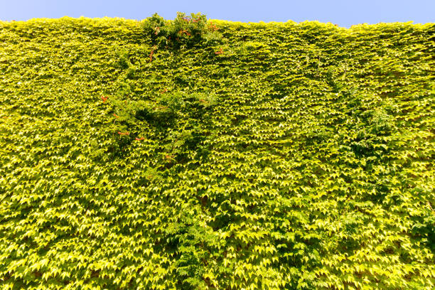 Green wall background of Boston ivy, [Parthenocissus tricuspidata]