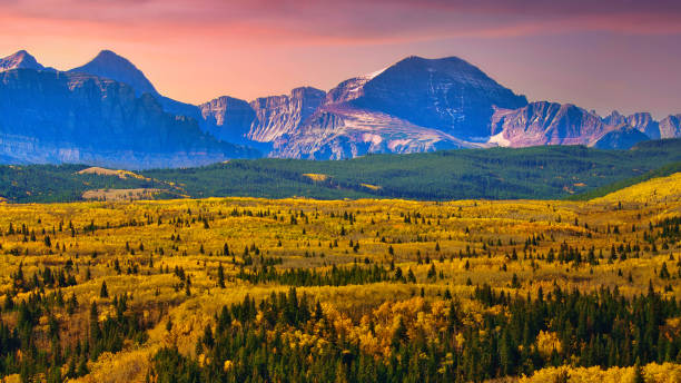 istock Aspen Forest Near Glacier Park 1468972322