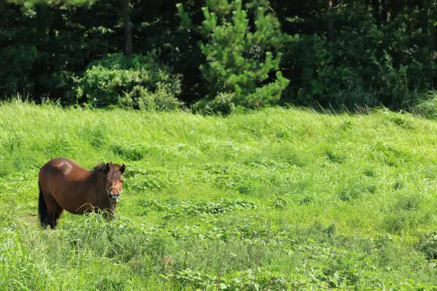 A horse grazing alone in a vast green meadow