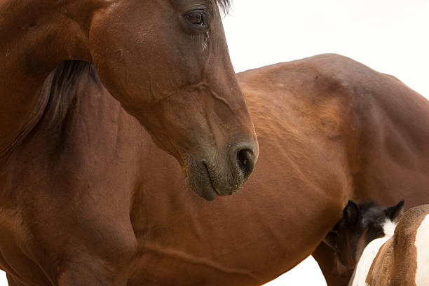 istock Mother and Baby Horses 146897316